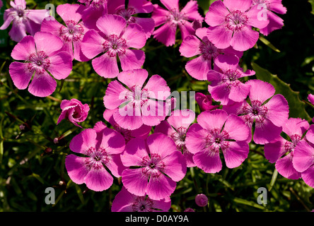 Rosa alpina (Dianthus Alpinus) in fiore sul calcare, close-up, Alpi Italiane Foto Stock