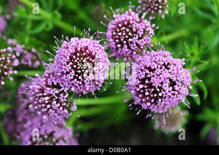 Fiori nei giardini della Abbazia di VALLOIRES ARGOULES SOMME (80) FRANCIA Foto Stock