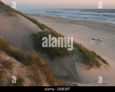 Sera sulle spiagge al di fuori di Hirtshals Danimarca, vista sul mare del Nord, dune di sabbia con Leymus arenarius in condizioni di scarsa illuminazione Foto Stock