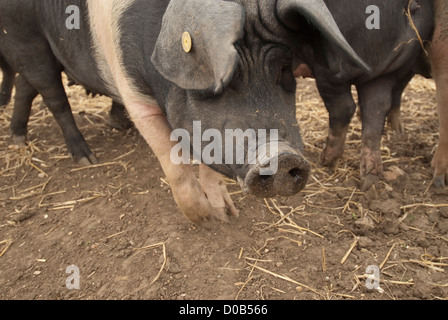 Agricultural College, due ragazze in tuta verde petting e alimentazione di suini, rare allevano suini, primo diploma in agricoltura Foto Stock