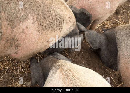 Agricultural College, due ragazze in tuta verde petting e alimentazione di suini, rare allevano suini, primo diploma in agricoltura Foto Stock