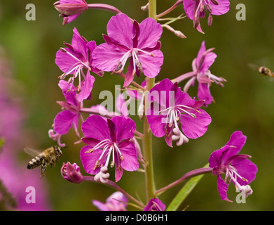 Rosebay Willowherb (Chamerion angustifolium) in fiore, con visita di bee, close-up Foto Stock