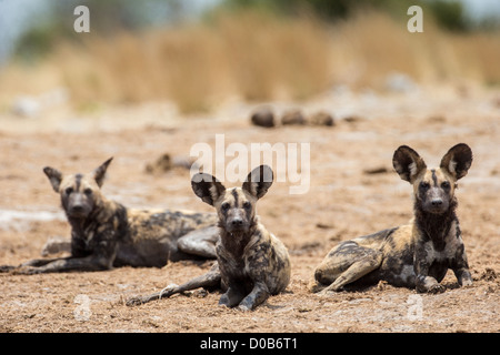 African wild dog (Lyacon pictus) nel Khaudum National Park, Namibia. Foto Stock