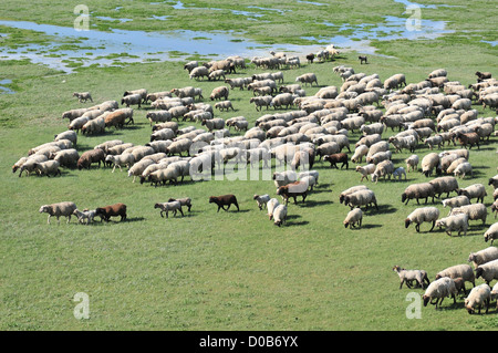 Pecore il roaming in un prato sale di baia di Somme somme (80) FRANCIA Foto Stock