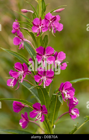 Rosebay Willowherb (Chamerion angustifolium) in fiore, close-up Foto Stock