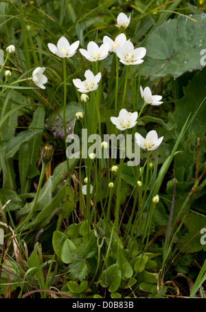 Erba di Parnassus (Parnassia palustris) in fiore, tarda estate Foto Stock