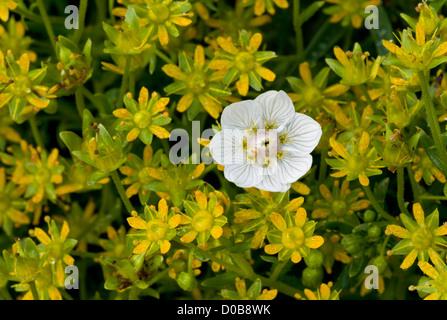 Erba di Parnassus (Parnassia palustris) tra giallo sassifraga (Saxifraga aizoides) close-up, Alpi Foto Stock