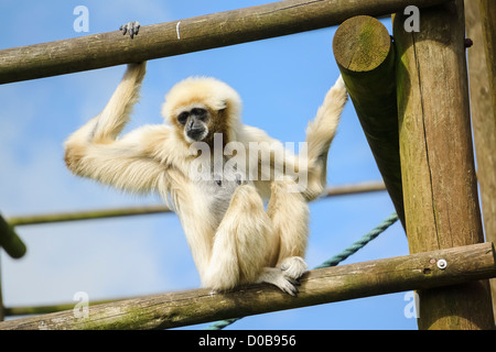 Una mano bianca gibbone su un telaio di arrampicata al Distretto del Lago Wild Animal Park. Foto Stock