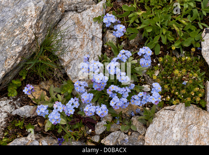 Dimenticare alpino-me-non (Myosotis alpestris) in fiore, sulle Alpi francesi Foto Stock