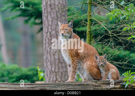 Eurasischer Luchs ,Lynx lynx, eurasian lynx Foto Stock