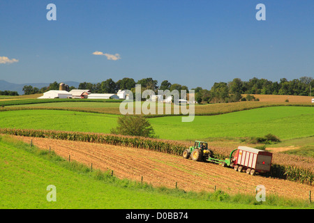 Il taglio di mais, Dayton, Shenandoah Valley della Virginia, Stati Uniti d'America Foto Stock