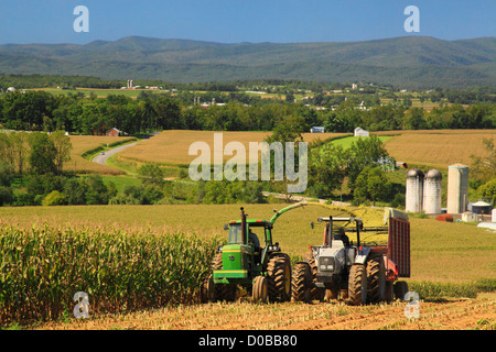 Il taglio di mais, Dayton, Shenandoah Valley della Virginia, Stati Uniti d'America Foto Stock