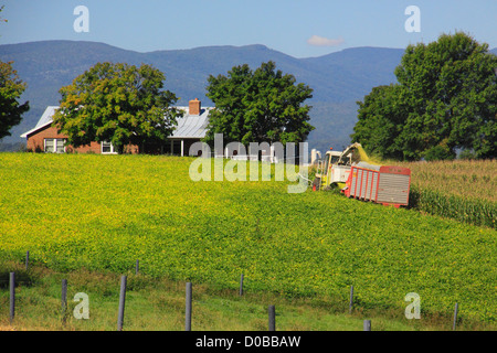 Il taglio di mais, Dayton, Shenandoah Valley della Virginia, Stati Uniti d'America Foto Stock