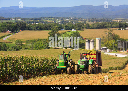 Il taglio di mais, Dayton, Shenandoah Valley della Virginia, Stati Uniti d'America Foto Stock