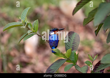 Madagascar kingfisher appollaiato sul ramo in Madagascar Foto Stock