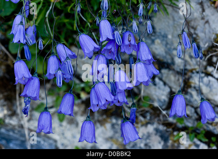 Harebells (Campanula rotundifolia) in fiore sul vecchio muro, close-up Foto Stock