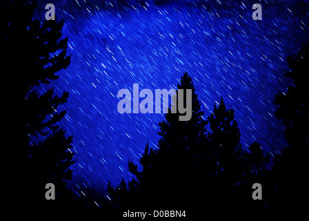 Tracce stellari in blu cielo notturno con alberi di pino profilarsi davanti Foto Stock