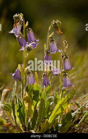 La Campanula barbuto, Campanula barbata in fiore, contro la luce; sulle Alpi francesi. Foto Stock