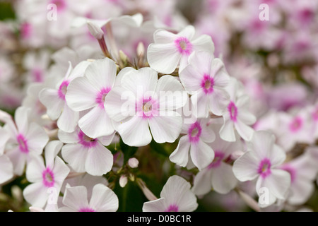 Primo piano di una graziosa paniculata Phlox bianca con un centro rosa, fiorente in un giardino estivo inglese, Regno Unito Foto Stock