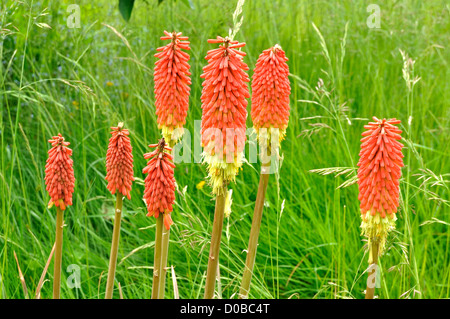 Fiori di Tritoma Kniphofia (VSP), altri nomi : Red Hot poker, torcia lily, Poker, piante in fiore in un giardino. Foto Stock