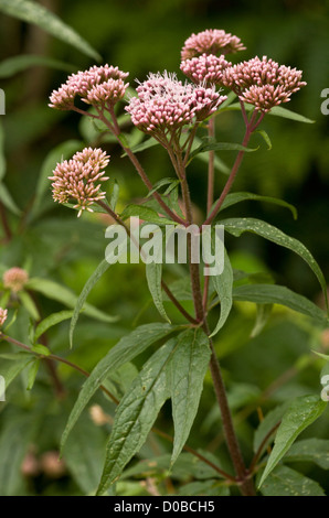 La canapa Agrimony (Eupatorium cannabinum) in fiore, tarda estate. Un buon impianto di insetti. Foto Stock