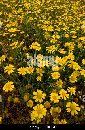 Masse di mais (Marigold Glebionis segetum) come un erbaccia nel campo di grano (cornfield). Foto Stock