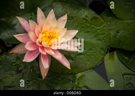 Ninfee, Sydney Royal Botanical Garden, NSW Foto Stock