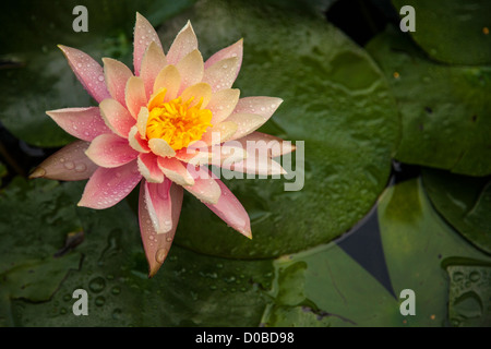 Ninfee, Sydney Royal Botanical Garden, NSW Foto Stock