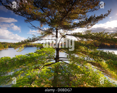 Grande passo vecchio albero di pino sulla sponda del lago George, rientrano la natura paesaggio, Killarney, Ontario, Canada. Foto Stock