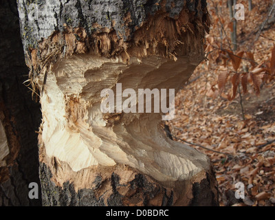 Close up tree masticati da North American Beaver Foto Stock