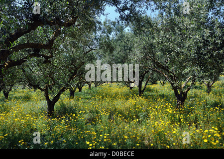 Oliva piantagione di alberi e di fiori selvaggi. Primavera in campagna. Foto Stock