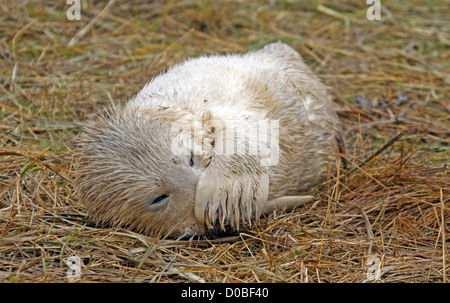 Guarnizione grigio pup (Halichoerus grypos) Foto Stock