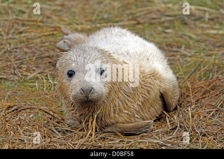 Guarnizione grigio pup (Halichoerus grypos) Foto Stock