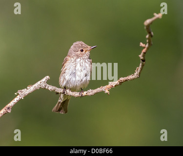 Un bambino spotted-flycatcher (Muscicapa striata) poggia su un ramoscello Foto Stock