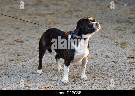 Boston Terrier Beagle di razza cane al guinzaglio regolabile Foto Stock