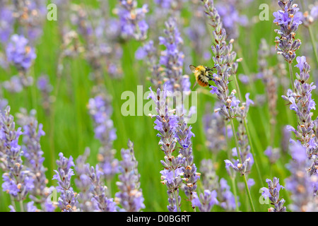 Un calabrone nettare di raccolta e del polline di fioritura di lavanda. Foto Stock