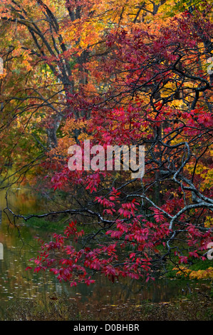 Autunno Sanguinello Sovrastante il lago a Monte San Francesco in Floyd County, Indiana Foto Stock