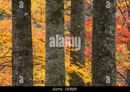 Maple tronchi di alberi e foglie sul Roaring Fork Motor Sentiero Natura nel Parco Nazionale di Great Smoky Mountains in Tennessee Foto Stock