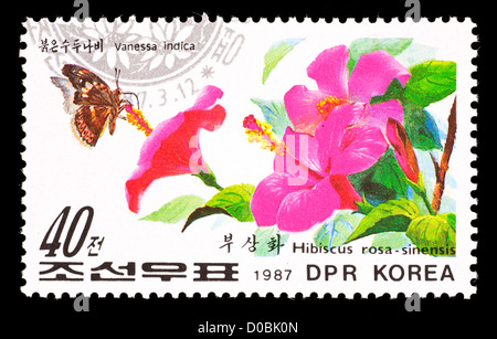 Francobollo dalla Corea del Nord che raffigura un asiatico Admiral butterfly (Vanessa indica) su un fiore di ibisco (Hibiscus rosa) Foto Stock