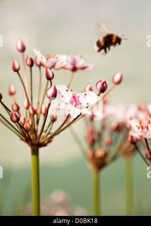 Giunco fiorito (Butomus umbellatus) in estate Foto Stock