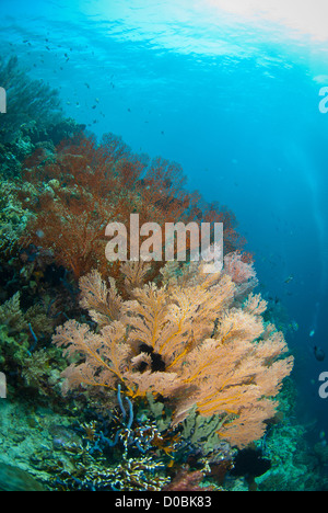 La bellissima scogliera di corallo di Isola Menjangan nel Nord Ovest di Bali, Indonesia Foto Stock