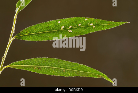 Il salice bianco (Salix alba) Fogliame, close-up Foto Stock