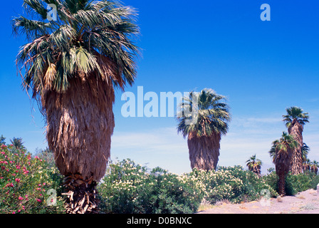 Parco Nazionale della Valle della Morte, California, CA, Stati Uniti d'America - Palme (Arecaceae o Palmae) Al Forno Creek Foto Stock