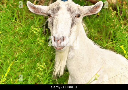 Capra bianca animale da azienda ritratto e campo verde sullo sfondo Foto Stock