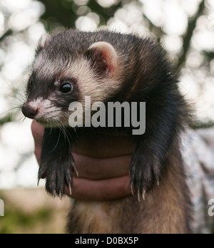 Ritratto di un polecat ferret essendo tenuto in mano Foto Stock