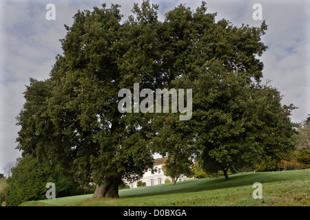 Holm quercia (Quercus ilex) Dorset, England, Regno Unito Foto Stock