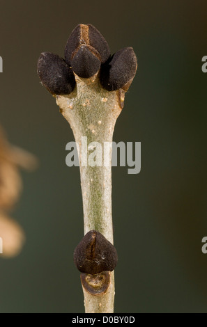 Cenere (Fraxinus excelsior) ramoscello con boccioli di inverno, close-up Foto Stock