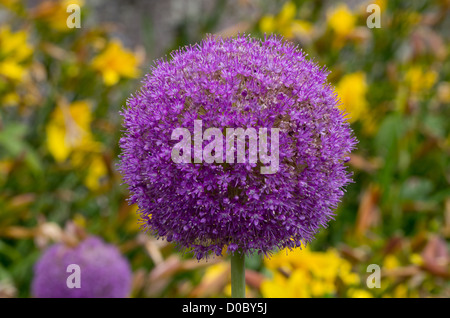 Allium 'Giganteum' Foto Stock