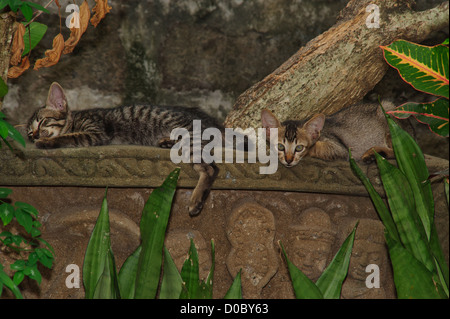 Due gatti sulla sommità di un bellissimo design balinese pietra ricurva. Si dorme gli altri è rilassante guardando la fotocamera Foto Stock