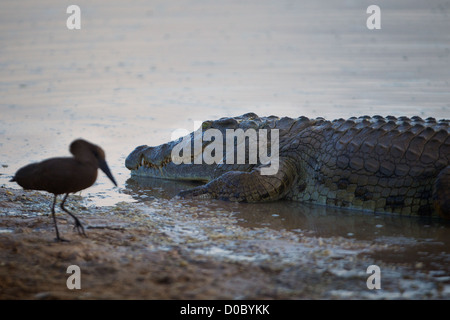 Coccodrillo del Nilo Mikumi National Park. Sud della Tanzania. Africa Foto Stock